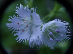Phacelia fimbriata