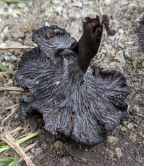 Craterellus venosus