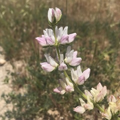 Lupinus microcarpus
