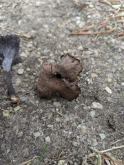 Craterellus venosus