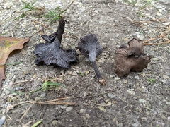 Craterellus venosus