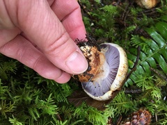 Thaxterogaster purpurascens