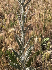 Cirsium occidentale