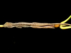 Anolis gaigei