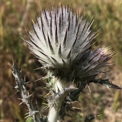 Cirsium occidentale