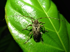 Image of Carphina arcifera