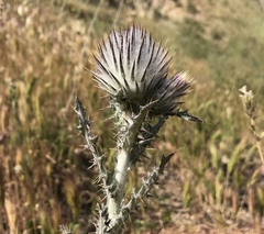 Cirsium occidentale