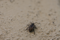 Hyperinae