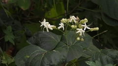 Clerodendrum trichotomum