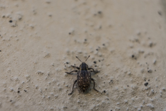 Hyperinae