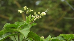 Clerodendrum trichotomum