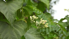 Clerodendrum trichotomum