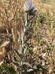 Cirsium occidentale
