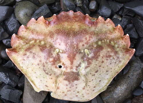 European Green Crab, photo 9 of 10