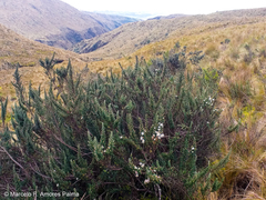 Diplostephium ericoides