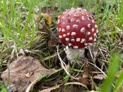 Amanita muscaria