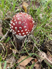 Amanita muscaria
