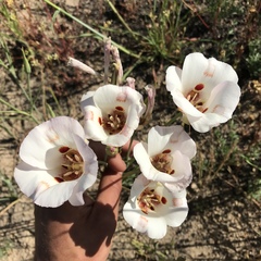 Calochortus venustus
