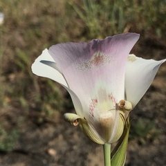 Calochortus venustus