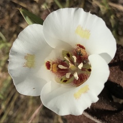 Calochortus venustus