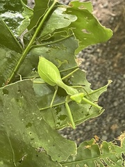 Stagmomantis theophila