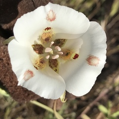 Calochortus venustus