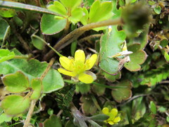 Ranunculus foliosus