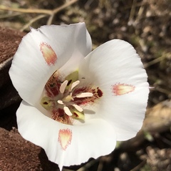 Calochortus venustus