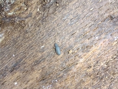 Uleiota planata