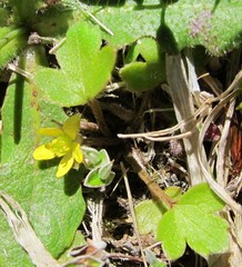 Ranunculus foliosus