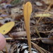 Macrotyphula fistulosa - Photo 由 Igor Khomenko 所上傳的 (c) Igor Khomenko，保留部份權利CC BY-NC
