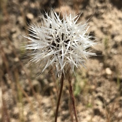 Uropappus lindleyi