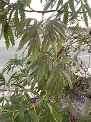 Lyonothamnus