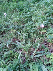 Cirsium pannonicum