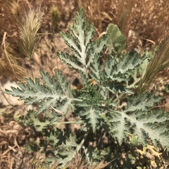 Ambrosia acanthicarpa