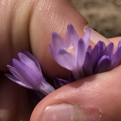 Dipterostemon capitatus