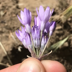 Dipterostemon capitatus