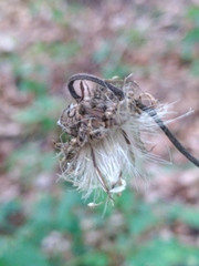 Cirsium erisithales