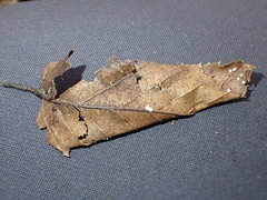 Hyaloscypha