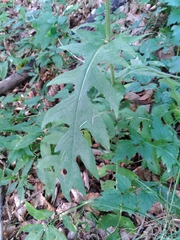 Cirsium erisithales