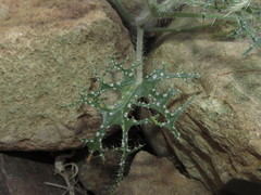 Loasa multifida