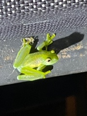 Espadarana prosoblepon