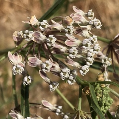 Asclepias fascicularis