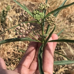 Asclepias fascicularis