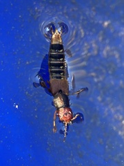 Platydracus immaculatus