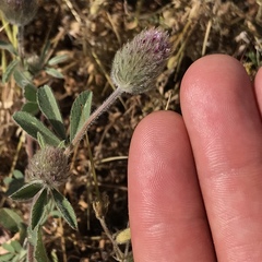 Trifolium albopurpureum