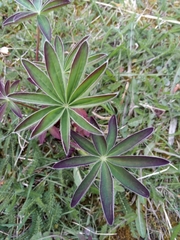 Lupinus polyphyllus