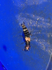 Platydracus immaculatus