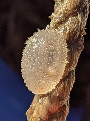 Ascidiella aspersa