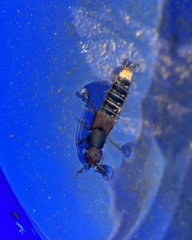 Platydracus immaculatus